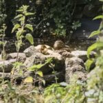 Duck on the orchard pond at Brooklands