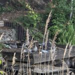 Geese on the lake at Brooklands, Brompton-by-Sawdon